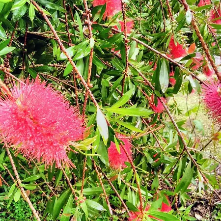 Olivari - La Lavanda Apartment