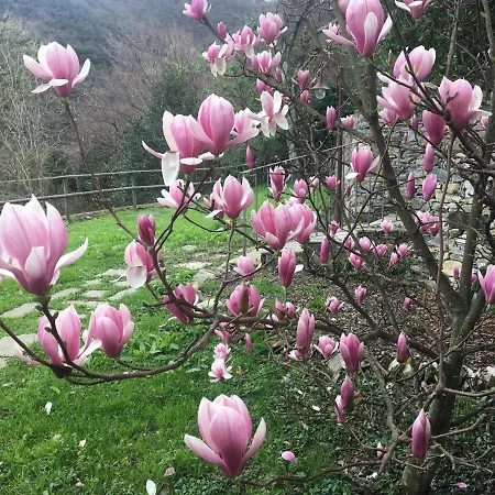 Olivari - La Lavanda