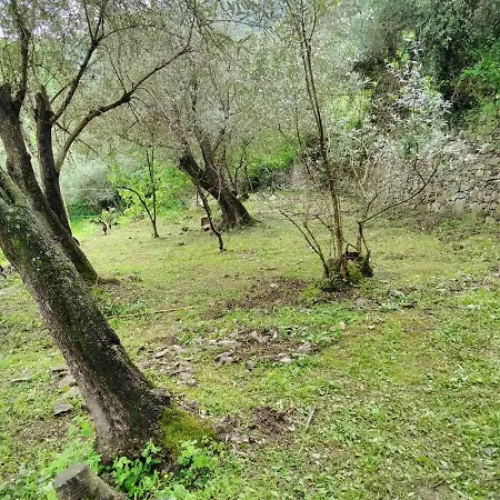 Olivari - La Lavanda * Camogli