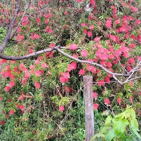 Olivari - La Lavanda