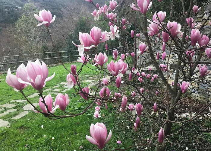 Olivari - La Lavanda