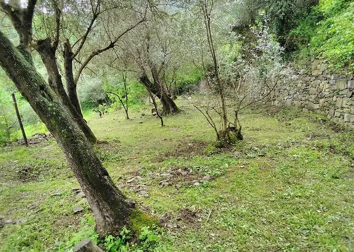Olivari - La Lavanda * Camogli