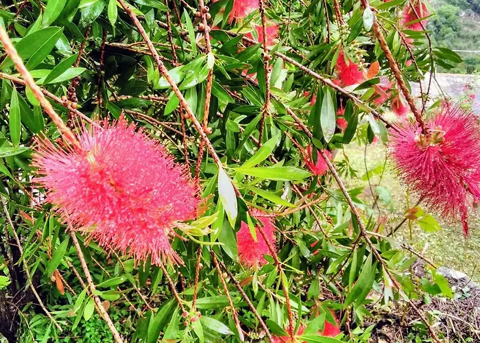 Olivari - La Lavanda Apartman