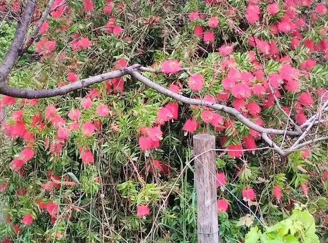 Olivari - La Lavanda